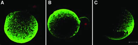 Confocal Laser Scanning Micrographs Of Cd Labeled Zygotes