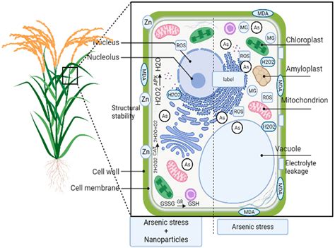 Arsenic On Plants And Strategies For Mitigation Encyclopedia Mdpi