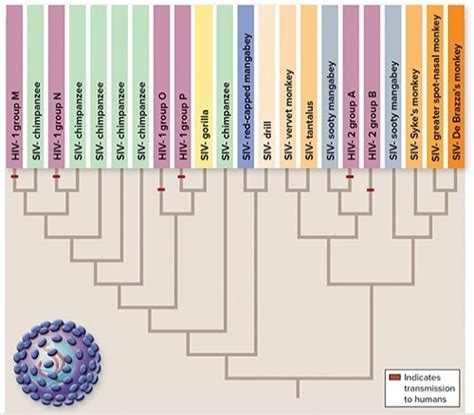 The Figure Shows the Evolution of HIV and SIV | Biology+