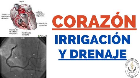 Irrigaci N Y Drenaje Venoso Cardiaco Youtube