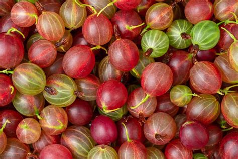 35 Popular Red Fruits Around The World Richmond Mom
