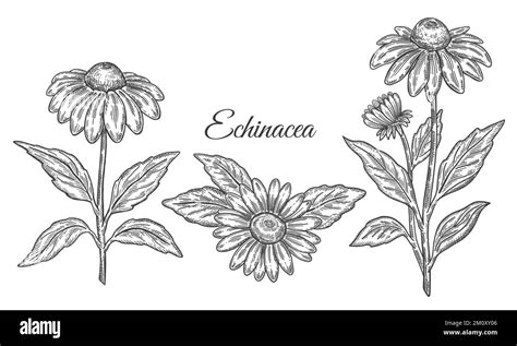 Echinacea Purpurea Flower Medicinal Plant With Leaves Botanical Line