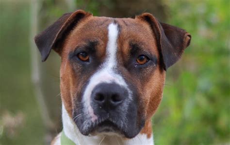 Adoption De Vasco Ind Finie Chien Boxer R Gion Centre Val De Loire