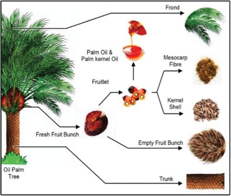 Oil Palm Fruit Structure