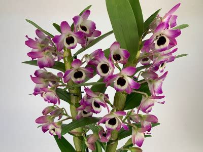 Dendrobium Sunny Eye 2 Rispen Orchideen Wichmann De Highest