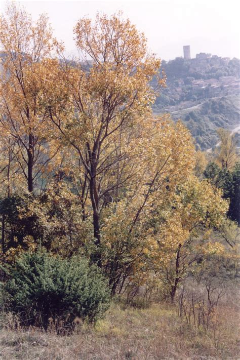 La Torre Di Aielli Tra I Colori Dell Autunno Vista Dalla Difesa Alla