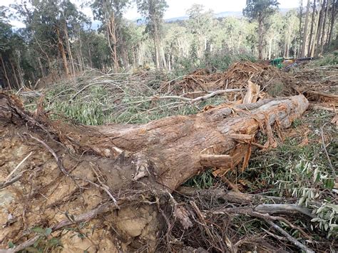 Cottonwood range Greater Glider habitat being logged - Goongerah