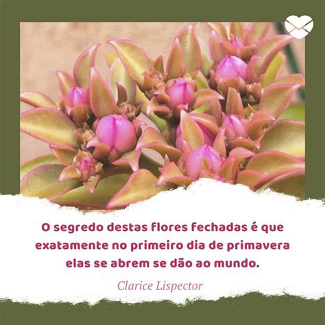 Encante-se com estas belas frases de flores