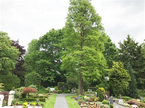 Besondere Bäume auf dem Gelderner Friedhof