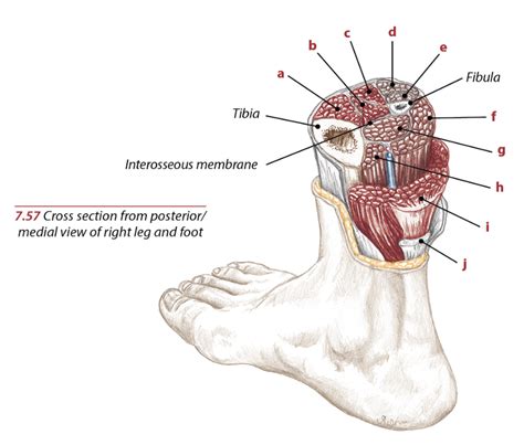 Tibialis Posterior Anatomy