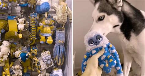 TikTok’s ‘Dog Vision’ Filter Is Helping People Buy the Right Toys For ...