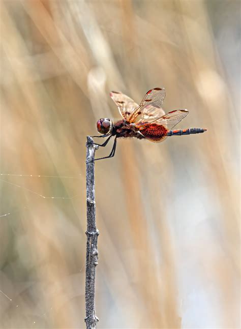 Calico Pennant dragonfly in April | Mike Powell