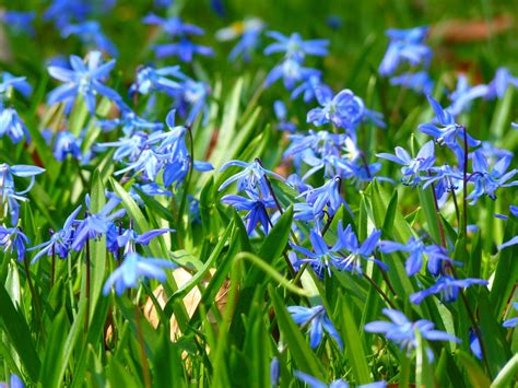 Blue Star Scilla Blossom Bloom Spring Flower Free Image From Needpix