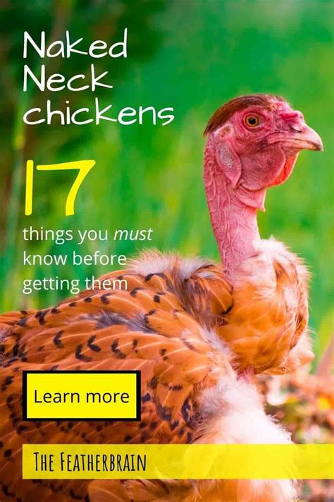 Considering Naked Neck Chickens The Things You Must Know First Artofit