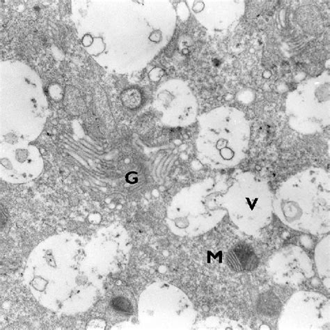 Electron Micrograph Of 4 Cell Bovine Embryo Produced In Vivo With