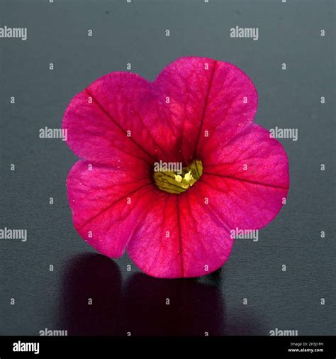 Calibrachoa on balcony hi-res stock photography and images - Alamy
