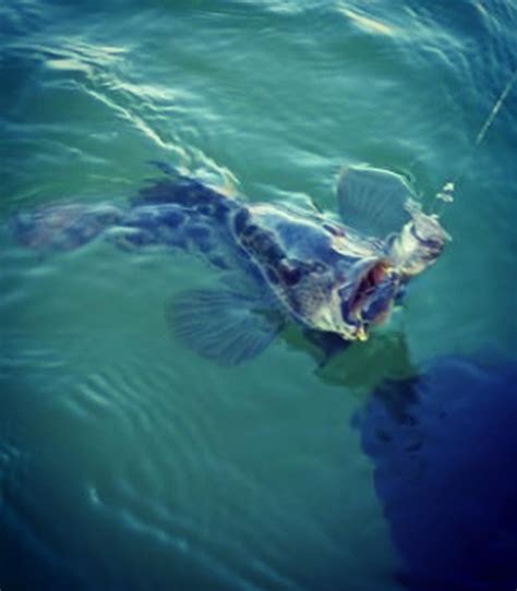 \ shiner perch / ghost variation... - Fishhead custom lures | Facebook