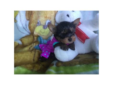 Cute Akc Yorkie Puppies For Sale In Everett Puppies For Sale Near Me