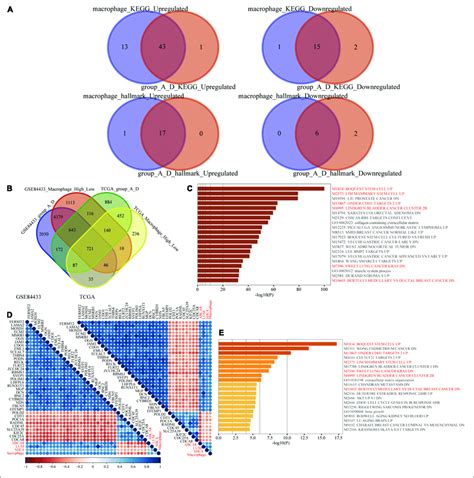 Enrichment Analysis A Gsea Results Of Macrophage Grouping And