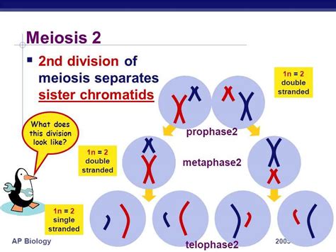 The Ultimate Guide To Meiosis Gizmo Quiz Answer Key Revealed