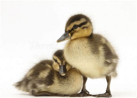 These Cute Ducklings : r/ducklings