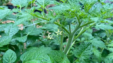 Picking The First Flowers Off Your Tomato Plant For A More Productive