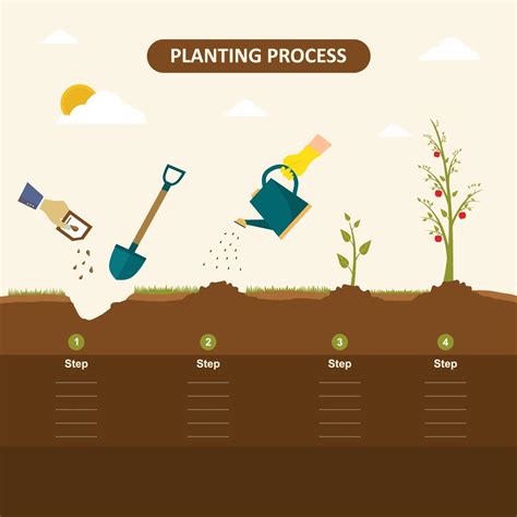 How Plants Grow From Seeds