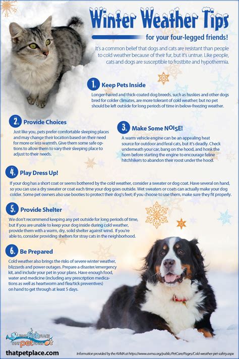 How To Keep Outside Dogs Warm In Cold Weather