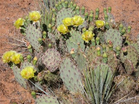 Flowering cactus Photograph by Adam Romanowicz