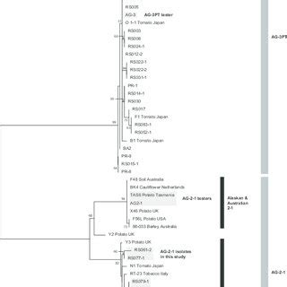 A Maximum Likelihood ML Tree Showing Phylogenetic Relationships For