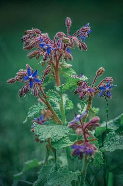 Premium Photo Vertical Selective Focus Shot Of Borage Flowers