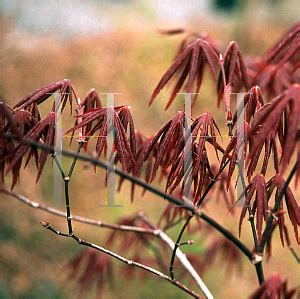 Horticopia Acer Palmatum Matsumurae Group Ed S Red Japanese