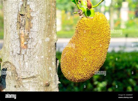 Jackfruit Tree And Young Jackfruits Stock Photo Alamy