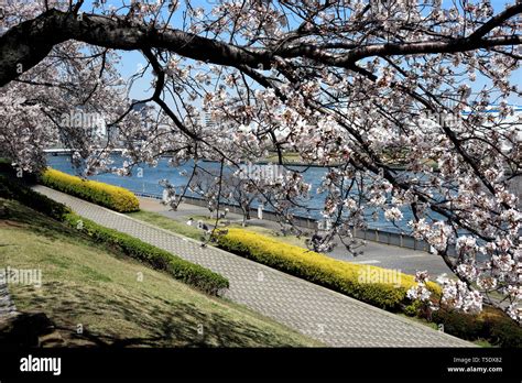 Cherry blossoms along Sumida River, Tokyo, Japan Stock Photo - Alamy