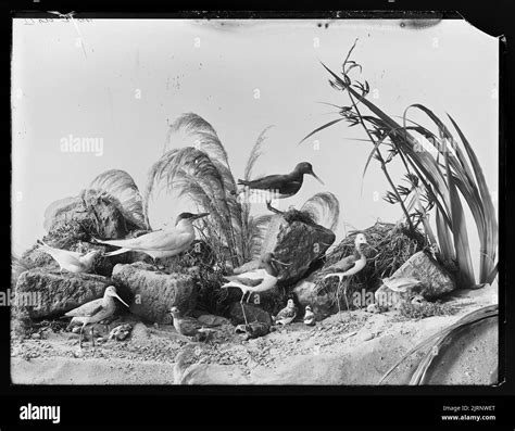 Turnstone Godwit And S Hi Res Stock Photography And Images Alamy