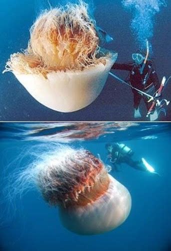 Real Cool Pics: Huge Nomura jellyfish From China