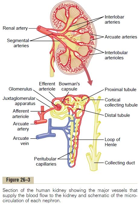 The Nephron Is the Functional Unit of the Kidney