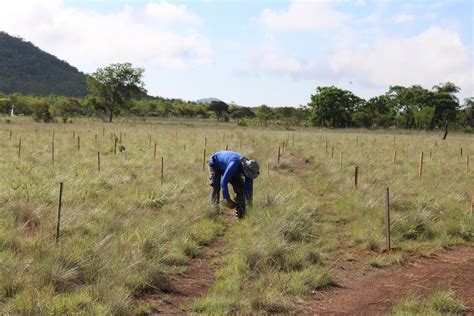 MiAMBIENTE Veraguas realiza Jornada de Restauración Forestal PNRF 2023