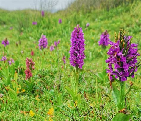 Where And When To See Wild Orchids In The Uk Plantlife