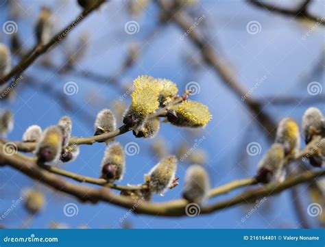 Breath Of Spring Pussy Willow Blue Sky Stock Image Image Of Blue