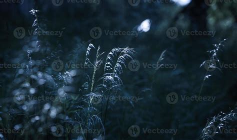 Wild grass background 17565123 Stock Photo at Vecteezy