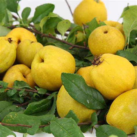 Плоды японской айвы как использовать: Айва японская - описание продукта ...