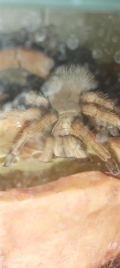 ways to tarantula not drinking fast 13