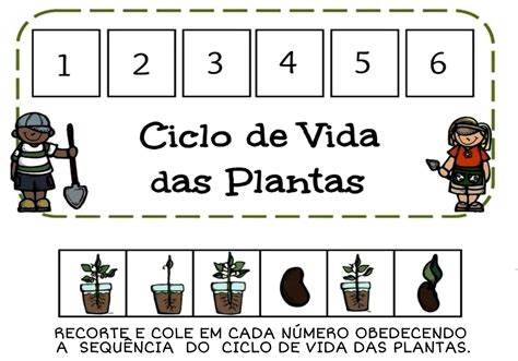 Ciclo De Vida Das Plantas Educação Infantil