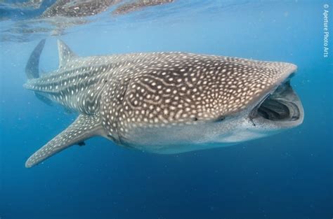 Isla Mujeres and Cenotes, Mexico Whale Sharks - Steve Eilenberg and ...