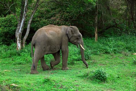 Индийский слон с стендом стоковое фото. изображение насчитывающей индия ...