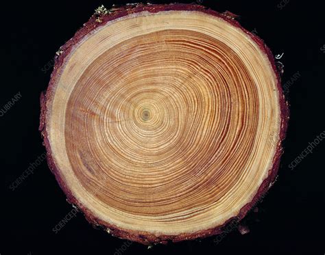 Growth Rings Of Larch Tree Stock Image B Science Photo