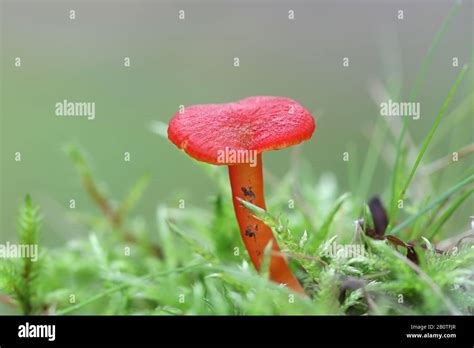 righteous red waxy cap  res stock photography  images alamy