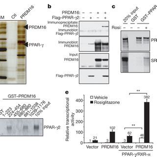 Knockdown Of PRDM16 In Primary Brown Fat Cells Induces Skeletal