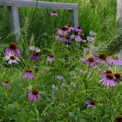 Minnesota Native Purple Coneflower Plants Natural Shore